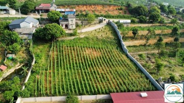 Bán đất  Homestay, khu nghỉ dưỡng Mộc Châu